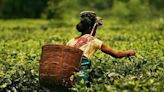 Tea exports remain stagnant in 2023