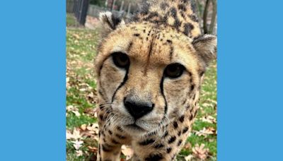 Beloved cheetah dies at NJ zoo from kidney disease