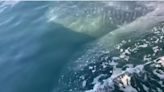 Excursionistas sorprendidos por un elusivo tiburón ballena en aguas de la Florida