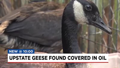 Upstate animal sanctuary helping geese recover after being covered in oil