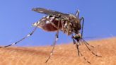 Clark County Mosquito Control District says get yard ready for mosquito season