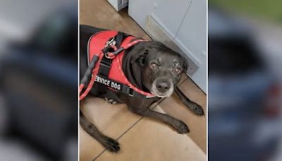 ‘Thor is safe!” Service dog found after being taken in stolen vehicle near SeaWorld