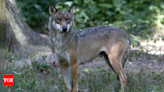 Woman jogger in intensive care after wolf attack in French animal park - Times of India