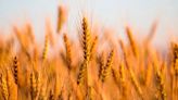 Buenas noticias para el trigo: mejoran las perspectivas de lluvias para octubre y noviembre pese a “La Niña”