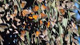 More monarch butterflies have flown into SLO County. Here’s how many are in Pismo Beach