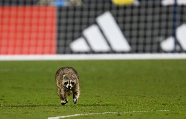 Raccoon invades field and dodges trash can-wielding officials at soccer game