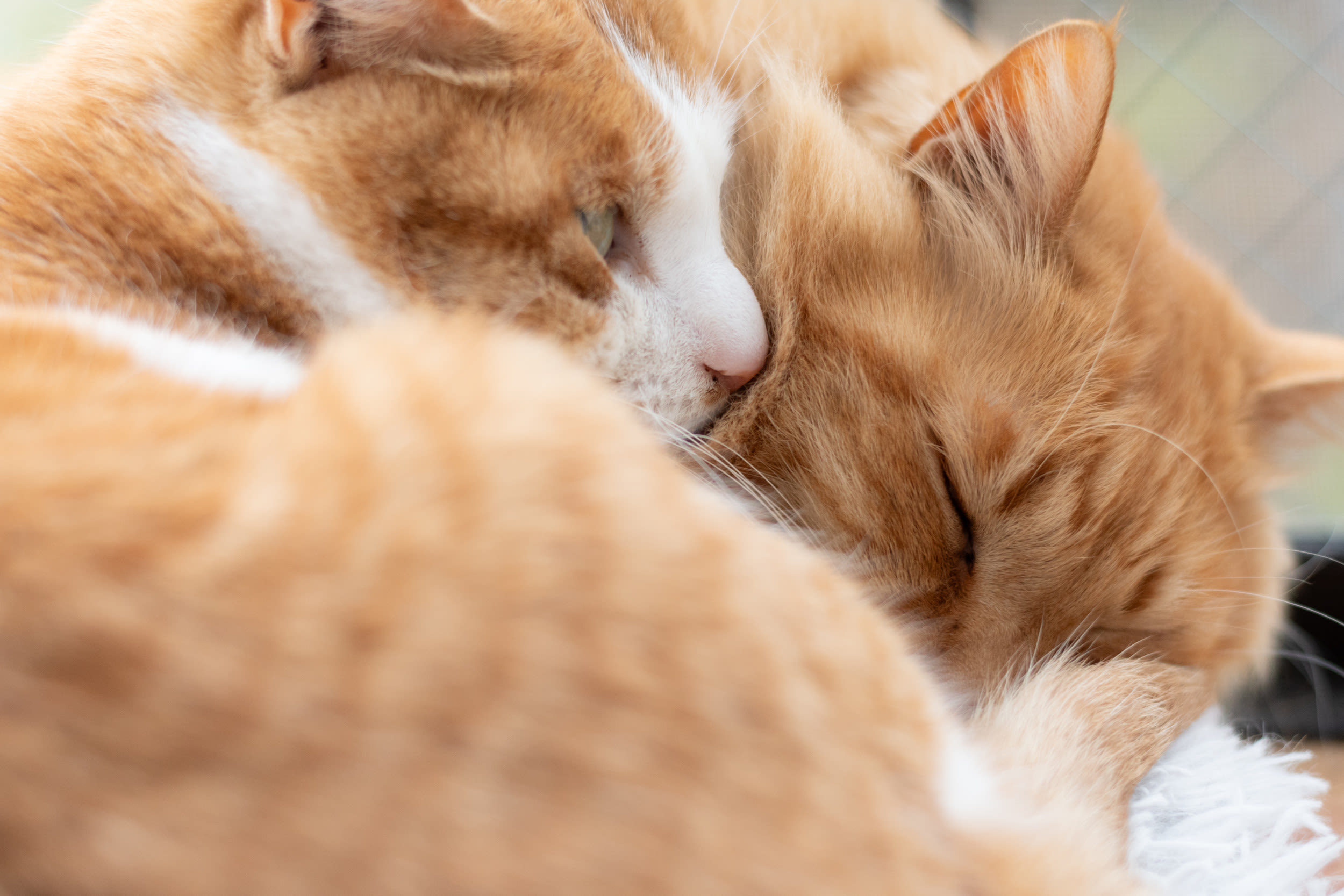 Hearts melt at two cats' sleepy "convos" while falling asleep together