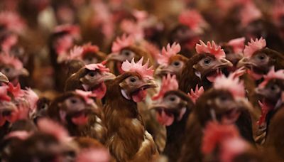 CDC says close contact of Missouri bird flu patient showed symptoms