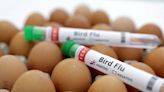 Bird flu detected in Iowa dairy herd for the first time, state says