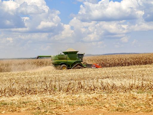 Paraná inicia colheita de milho safrinha com piora na qualidade das lavouras