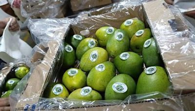 Colombia logra primera exportación de mango hacia Estados Unidos por vía marítima