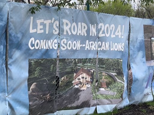 New lions ‘bring the roar’ back to Great Plains Zoo