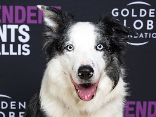 Messi,“ Anatomy of a Fall”'s goodest boy, is getting his own TV show