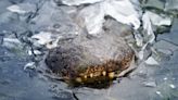 Alligators survive cold snap by becoming 'frozen solid' in North Carolina and Texas ponds