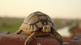 'Critically Endangered' Egyptian Tortoise Born at Calgary Zoo