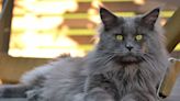 Maine Coon Cat's Loving Gesture Toward Mom of His Kittens Is Melting Hearts