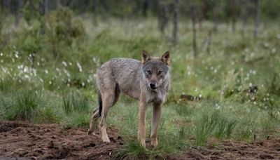 Alpes et Préalpes : Les loups sont-ils menacés de disparition ?