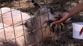 Visitors at Lazy 5 Ranch in Mooresville can no longer feed animals out of their cars