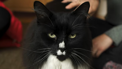 Black and White London Safe House Cat Wins National Award for Cat of the Year