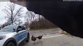 What turkeys! Video shows local officers being chased