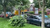Calls for tree checks after collapse damages cars