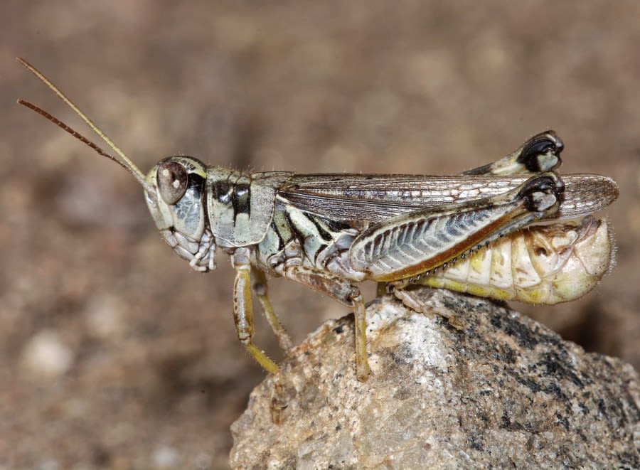 When will grasshopper season end in Colorado?