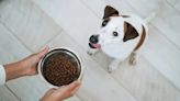 Wellness Dog Food: Has the Brand Issued a Recall in 2024?