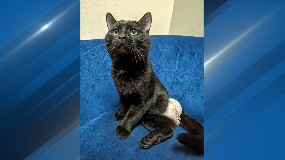 Oconto Area Humane Society saves stray cat with bullet lodged in leg: 'Not the first case'