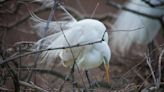 ‘This is breathtaking.’ Here’s why birds (and visitors) love Port Royal’s downtown rookery