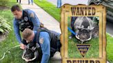 Police tackle 200-pound pig loose in South Jersey