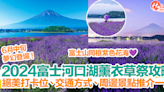 【河口湖薰衣草2024】河口湖薰衣草祭攻略！富士山+紫色花海同框！打卡位、交通方式、周邊景點推介一覽！ | HolidaySmart 假期日常