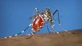 Health officials tell US doctors to be alert for dengue as cases ramp up worldwide