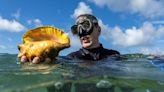 Florida conchs are in hot water. Can moving them deeper revive a plunging population?