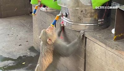 獨家／好熱！猴群「狂吸」奉茶站水管討水喝 學登山客「打開水龍頭」