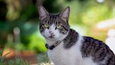 Video Perspective of Cat's Parkour Is Totally Awesome