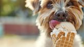 ¿Es seguro que los perros coman helado?, especialistas explican los riesgos y alternativas saludables