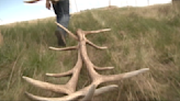 Shed hunting kicks off at Blackfoot-Clearwater Wildlife Management Area