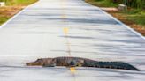 Caimán es atropellado en Carolina del Norte mientras cruzaba la carretera - La Noticia