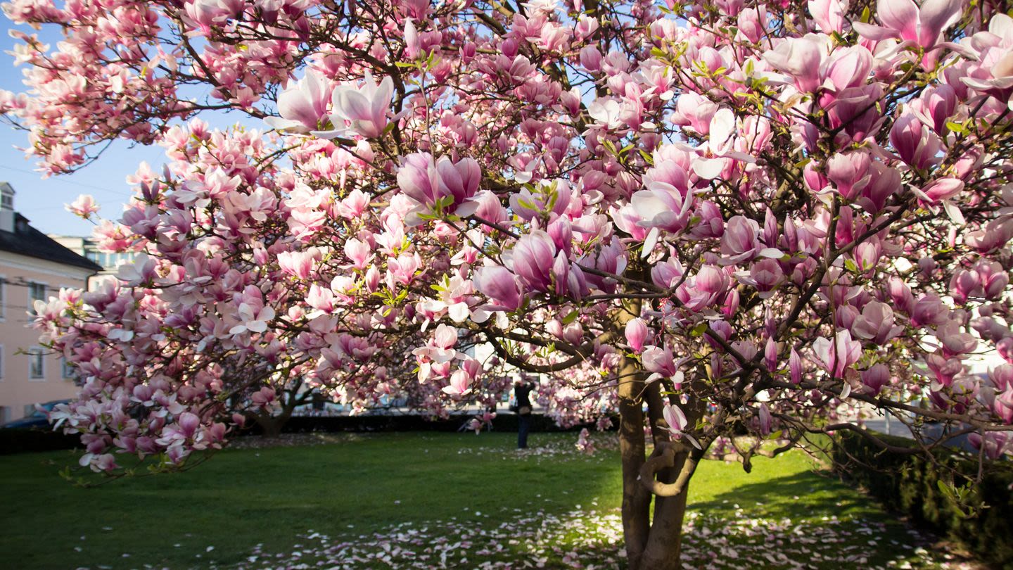 Tips for Growing Your Very Own Magnolia Tree in Your Yard