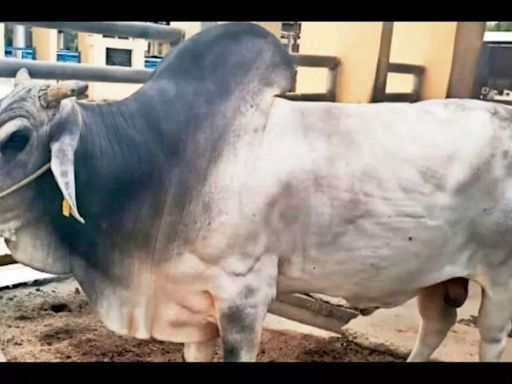 50k doses of semen & counting: Meet UP’s elite breeder bull | Lucknow News - Times of India