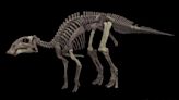 Never seen herbivore! This dinosaur roamed Earth 72 million years ago - we now know what they look like
