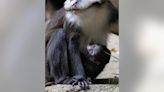 Baby red-tailed monkey born at Zoo Atlanta