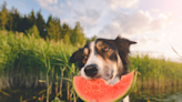 Common foods you shouldn't feed your dog and why, according to experts