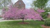 UConn shares tips on selecting a flowering tree for your yard