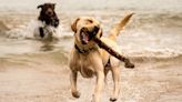 Genetic mutation in 25% of Labradors hard-wires them for obesity – study