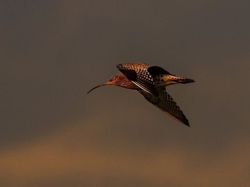 The changing nature of how birdsong inspires musicians