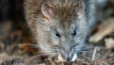 Pest control: Rat population in Henderson ‘exploded exponentially’ post-pandemic