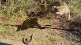 Rattlesnake, bobcat square off in heated desert battle caught on camera