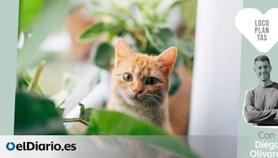 ¿Qué plantas debo evitar en casa para no poner en riesgo a perros y gatos?