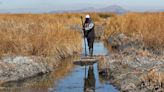 Sequía y desesperanza ponen en riesgo la vida alrededor del gran lago Titicaca en Bolivia